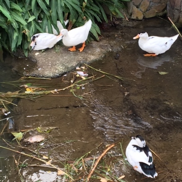 Meet your Posher, H - Picture 4 of 16